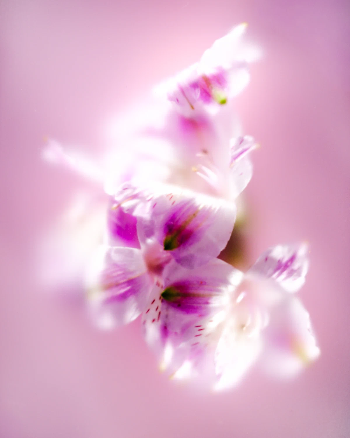 Flowers flowers_02
