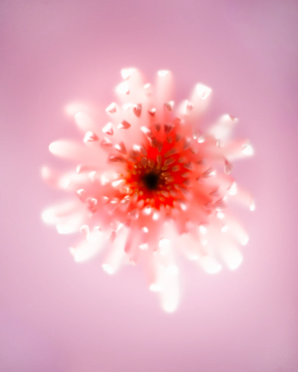 Flowers flowers_03